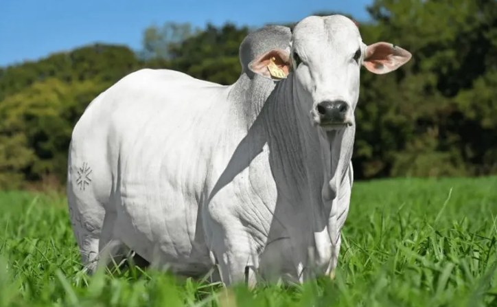 BOI: oferta de animais confinados deixa estável o mercado de carne bovina  